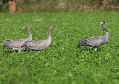 Kraanvogels - Common Cranes