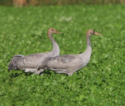 Kraanvogels - Common Cranes