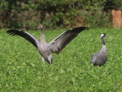 Kraanvogels - Common Cranes