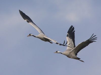 Kraanvogels - Common Cranes