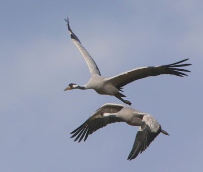 Kraanvogels - Common Cranes