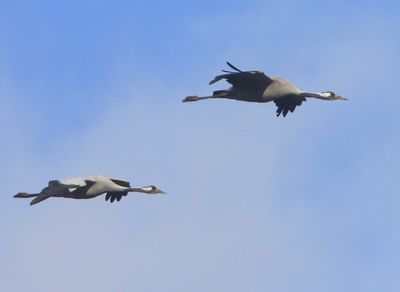 Kraanvogels - Common Cranes