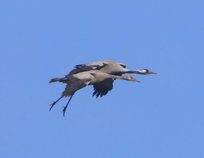 Kraanvogels - Common Cranes