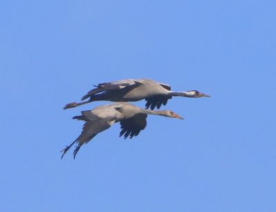 Kraanvogels - Common Cranes