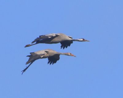 Kraanvogels - Common Cranes