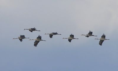 Kraanvogels - Common Cranes