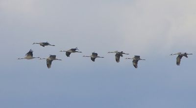 Kraanvogels - Common Cranes