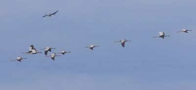 Kraanvogels - Common Cranes