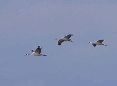 Kraanvogels - Common Cranes