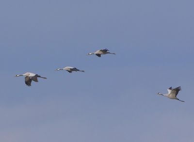 Kraanvogels - Common Cranes