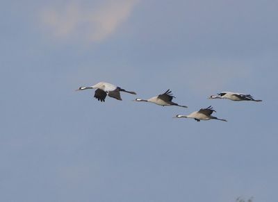 Kraanvogels - Common Cranes