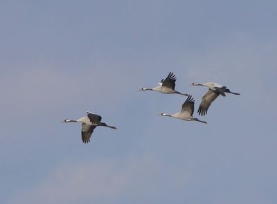 Kraanvogels - Common Cranes