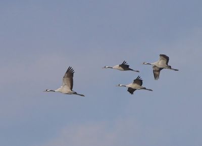 Kraanvogels - Common Cranes
