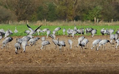 Kraanvogels - Common Cranes