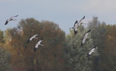 Kraanvogels - Common Cranes