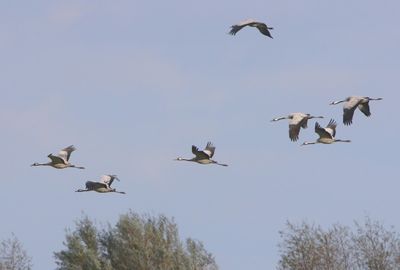 Kraanvogels - Common Cranes