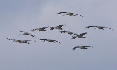 Kraanvogels - Common Cranes