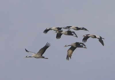 Kraanvogels - Common Cranes