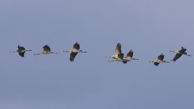 Kraanvogels - Common Cranes