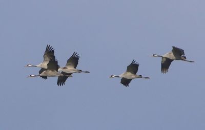 Kraanvogels - Common Cranes