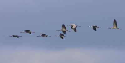 Kraanvogels - Common Cranes