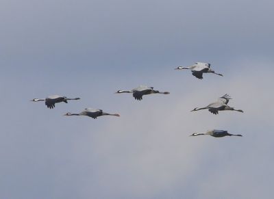 Kraanvogels - Common Cranes