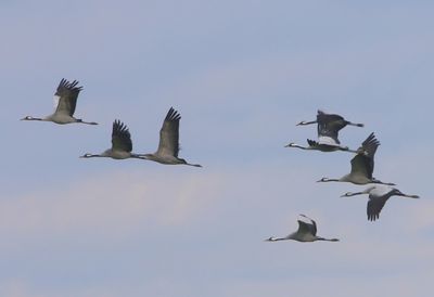 Kraanvogels - Common Cranes