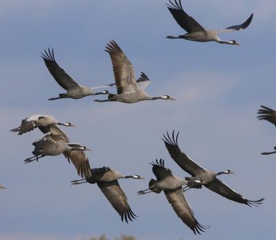 Kraanvogels - Common Cranes