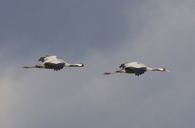Kraanvogels - Common Cranes