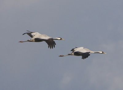 Kraanvogels - Common Cranes
