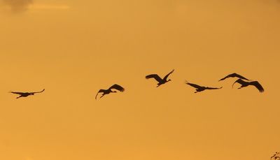 Kraanvogels - Common Cranes