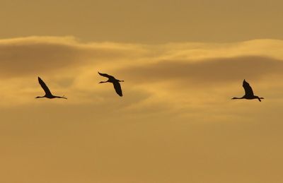 Kraanvogels - Common Cranes