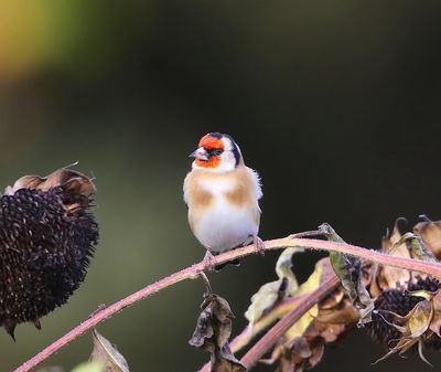 Putter - European Goldfinch