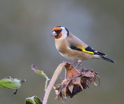 Putter - European Goldfinch