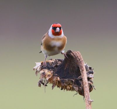 Putter - European Goldfinch