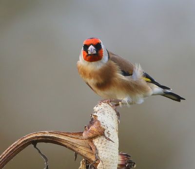 Putter - European Goldfinch