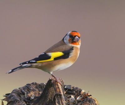 Putter - European Goldfinch