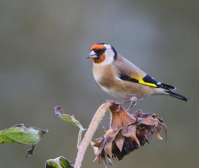 Putter - European Goldfinch