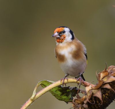 Putter - European Goldfinch