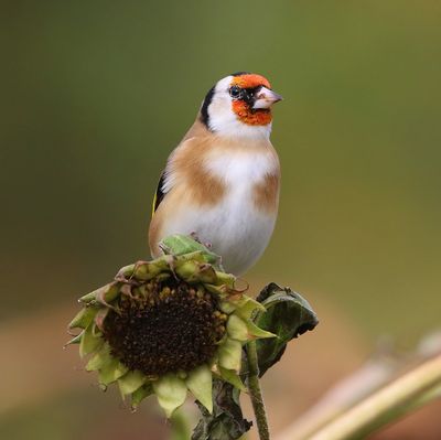 Putter - European Goldfinch