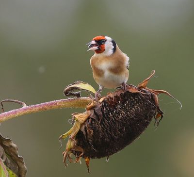 Putter - European Goldfinch