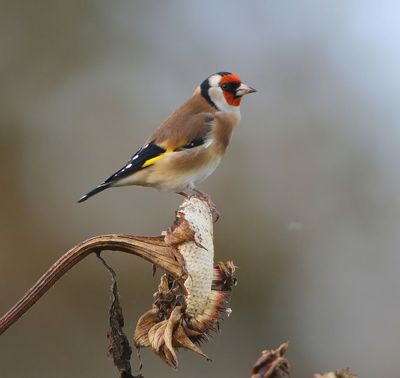 Putter - European Goldfinch