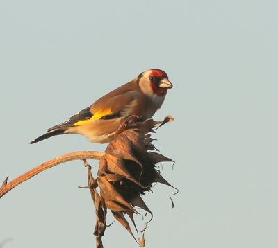 Putter - European Goldfinch