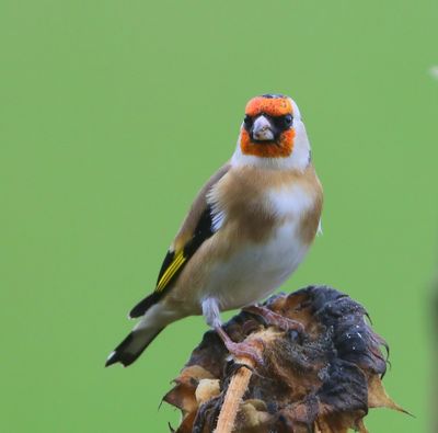 Putter - European Goldfinch