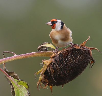 Putter - European Goldfinch