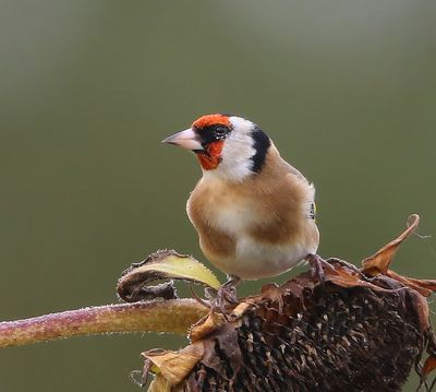 Putter - European Goldfinch