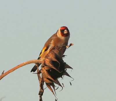 Putter - European Goldfinch