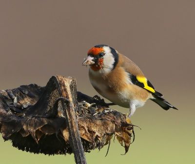 Putter - European Goldfinch