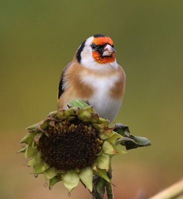 Putter - European Goldfinch