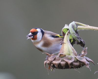 Putter - European Goldfinch